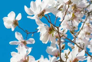 Frühjahrsgrüße aus dem Elisabethstift | Elisabethstift Berlin